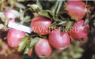 Красные яблоки сорта Делишес спур на ветке