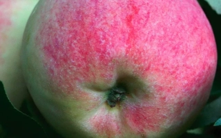 Десертное Кичины