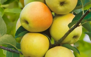 Спелые яблоки сорта Диалог на ветке