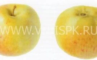Два яблока сорта Дочь Коричного на белом фоне