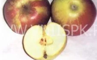 Три яблока сорта Дочь Мекинтоша, одно разрезанное пополам, на белом фоне