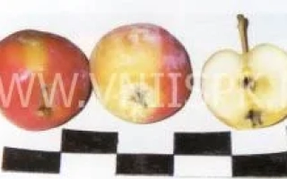 Три яблока сорта Дочь Пепинчика: два целых и одно разрезанное пополам, на фоне черно-белой сетки.