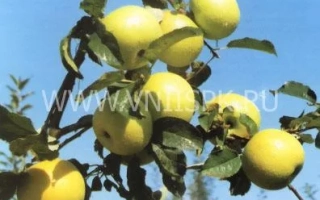 Яблоки сорта Долинское на ветке
