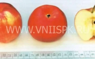 Три яблока сорта Дружба народов на линейке