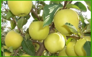 Голден Рейндерс