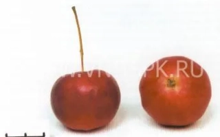 Два красных яблока сорта Горноалтайское на белом фоне.