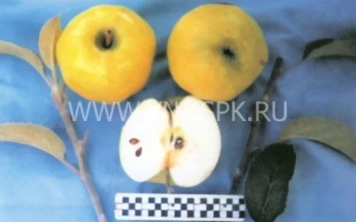 Два целых и два разрезанных яблока сорта Кальвиль снежный на ветке с листьями на синем фоне