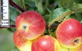 Комаровское