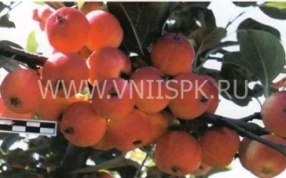 Яблоки сорта Комсомолец Бурятии на ветке