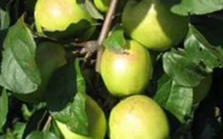 Зеленые яблоки на ветке - Копейское