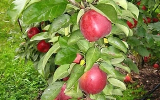 Красные яблоки на ветвях яблони - Коралл