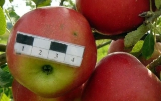 Красный Дар — яблоко с меткой для идентификации сорта