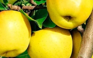 Крымское Золотистое