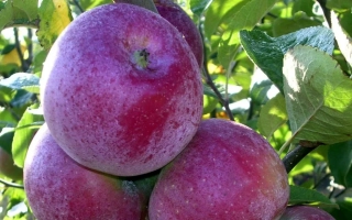 Красные яблоки Кубаночка на ветке