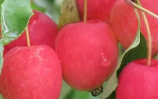 Кузнецовское