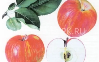 Красные яблоки Ломоносовское с листьями и разрезом плода