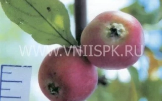 Красные яблоки на ветке с листьями - Любимица Шевченко (Василек)