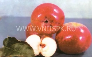 Красные яблоки с разрезанным плодом и листьями на сером фоне - Луч