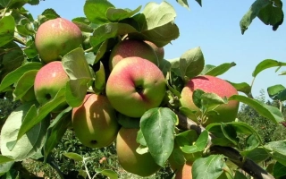 Яблоки на ветке яблони - ЛУЧИСТОЕ