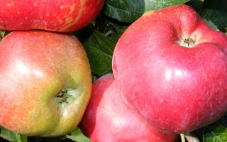 Крупные красные яблоки сорта Маяк Станичный на ветке