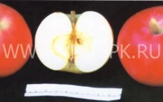 Мальт багаевский