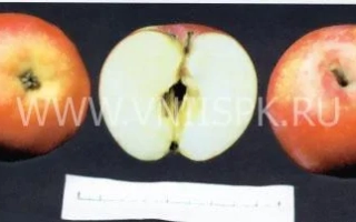 Мелба красная