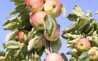 Яблоки на ветке яблони на фоне голубого неба - Михайловская