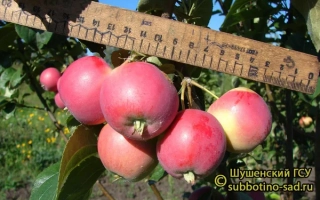 Красные яблоки сорта Шушумский ГЕУ на ветке с линейкой для измерения размера - Милена