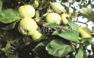 Минераловодская