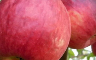 Министр Киселев