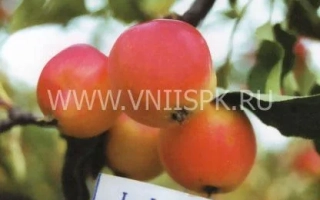 Минусинское красное (Минусинка)