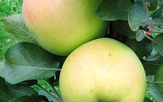 Два зелёных яблока на ветке яблони - Натальюшка