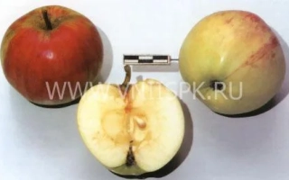 Низкорослое