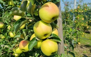 Яблоки сорта Орион на ветвях яблони