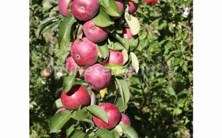 Орловская Есения