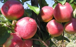 Орловская Заря