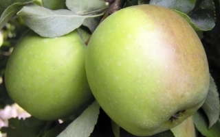 Память Сикоры