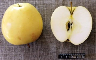 Памяти Нестерова