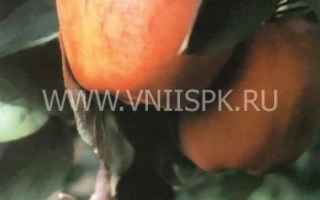 Пармен зимний золотой