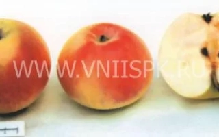 Пепинка литовская (Глогеровка, Пепинка, Сарепка, Пепин литовский)