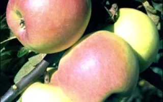 Пепинка Золотистая