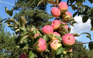 Пионер Севера