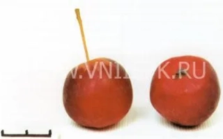 Ранетка Ермолаева