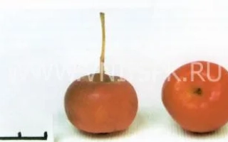 Ранетка пурпуровая