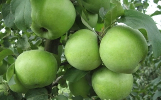 Ренет Платона