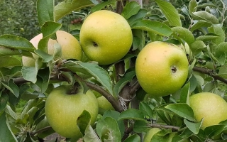 Ренет Симиренко / Ренет Симиренка