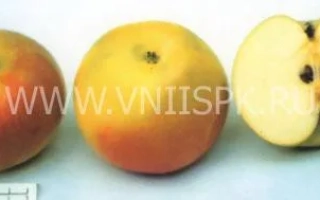 Ренет золотой курский (Зимний золотой ренет, Золотаревка, Ренет золоторевский, Рогулевка)