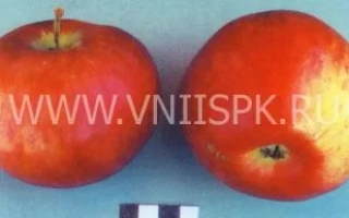 Россошанское полосатое