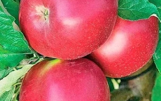 Рубиновое Дуки