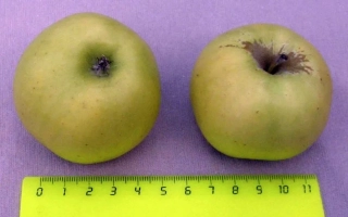 Два зелёных яблока сорта САМОРОДОК КУБАНИ на фиолетовом фоне с линейкой для измерения размера.